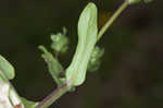 Lewiston cornsalad